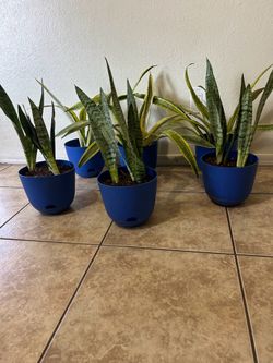 Plants for sale 15 each
