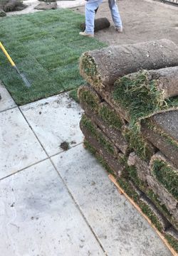 Sod