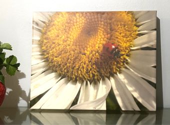 Wall Art Daisy & Ladybug - Home Decor