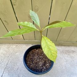 Avocado Tree