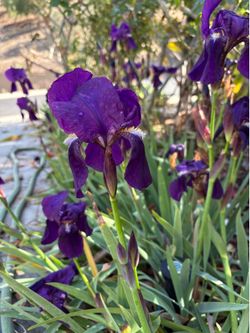 Bearded Iris Plant