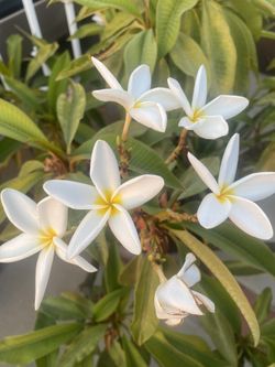 Plumeria