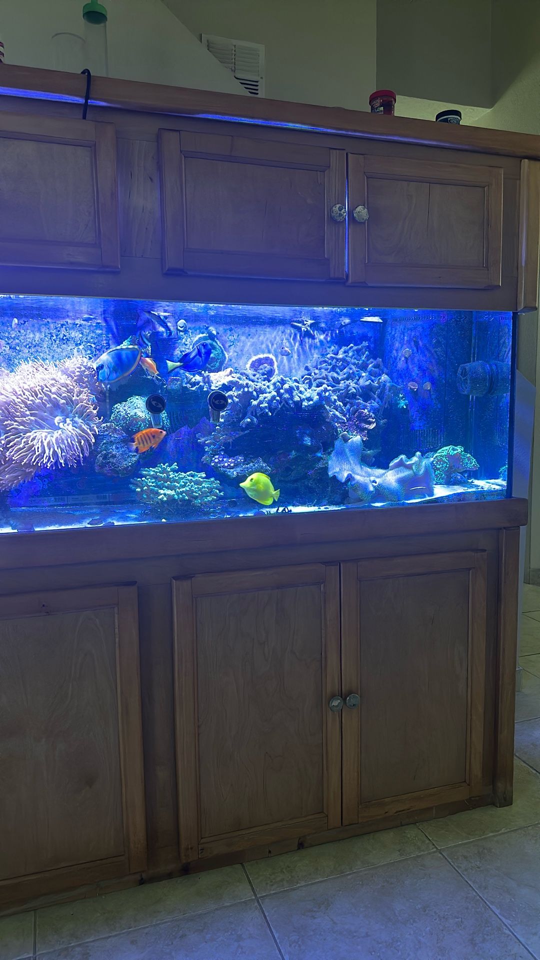 Ultimate Reef Aquarium With Premium Equipment 