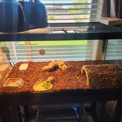 40gal Reptile Enclosure With All Accessories
