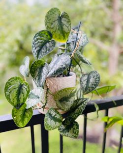 Scindapsus Pictus Exotica
