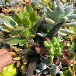 Assorted Succulents.