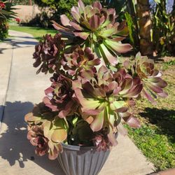 Suculent Plant