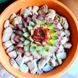 Sempervivum Succulent 