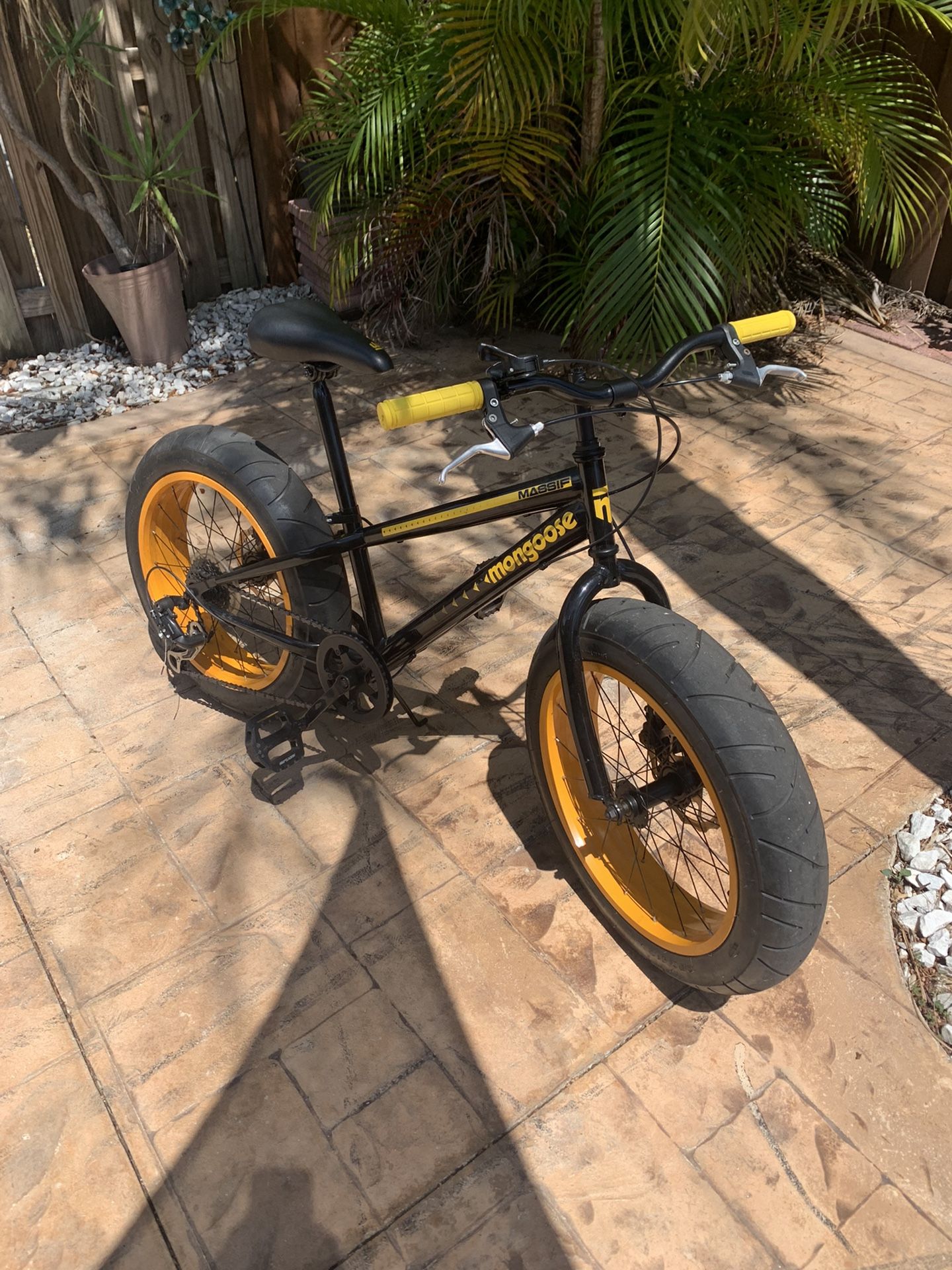 Mongoose massif 2024