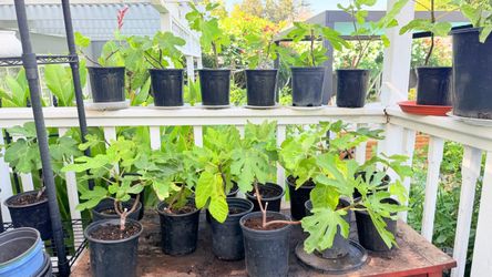 1-Gallon Fig Tree – Well-Rooted Cutting-Grown Plant | Established Root System | Some Plants Fruiting