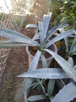 Maguey Plant