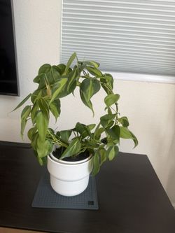 Decorative Philodendron Plant