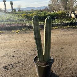 🌵 5-Gallon San Pedro Cactus
