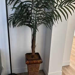 Tall Plant. 
