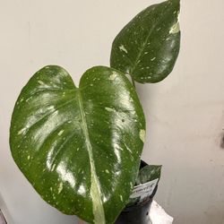Monstera Thai Constellation Live Plant