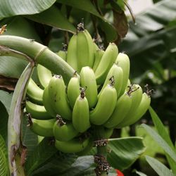 Tropical plantain tree 4ft tall