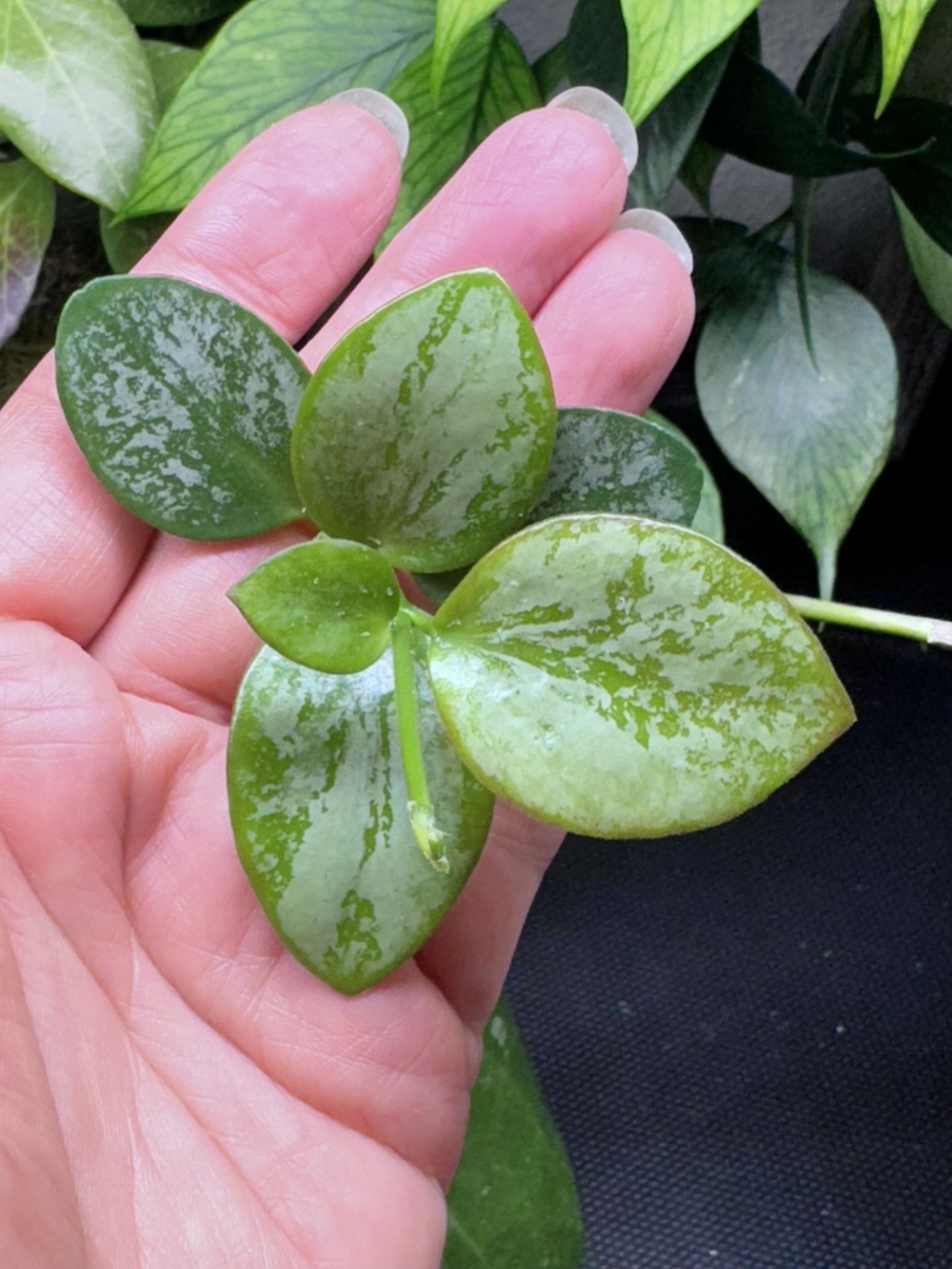 Hoya Biakensis Super Splash