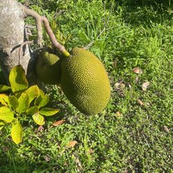 JACK FRUIT