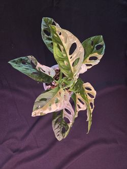 Monstera Adansonii Albo Variegated plant from Thailand