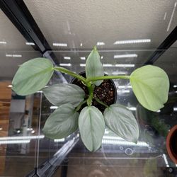 Philodendron Silver Sword - Live Plant