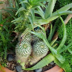 Cactus Plant