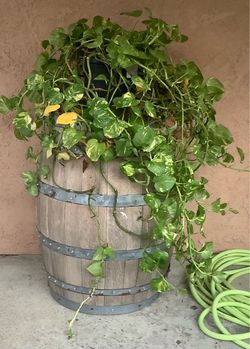 Plant