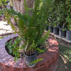 Green Fern 🪴