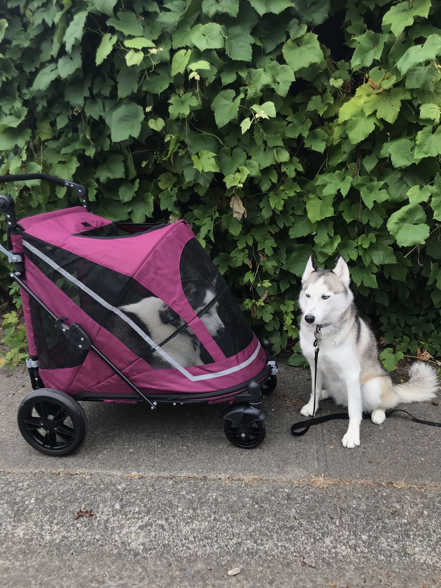 High Quality Pet Stroller for Dog and/or Cat