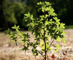 Young Sweetgum Trees