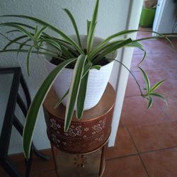 Spider  Plant In White  Pot $10