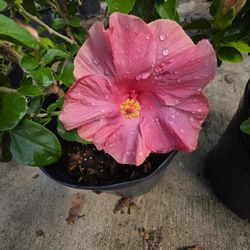 Hibiscus Plants 3gallon 