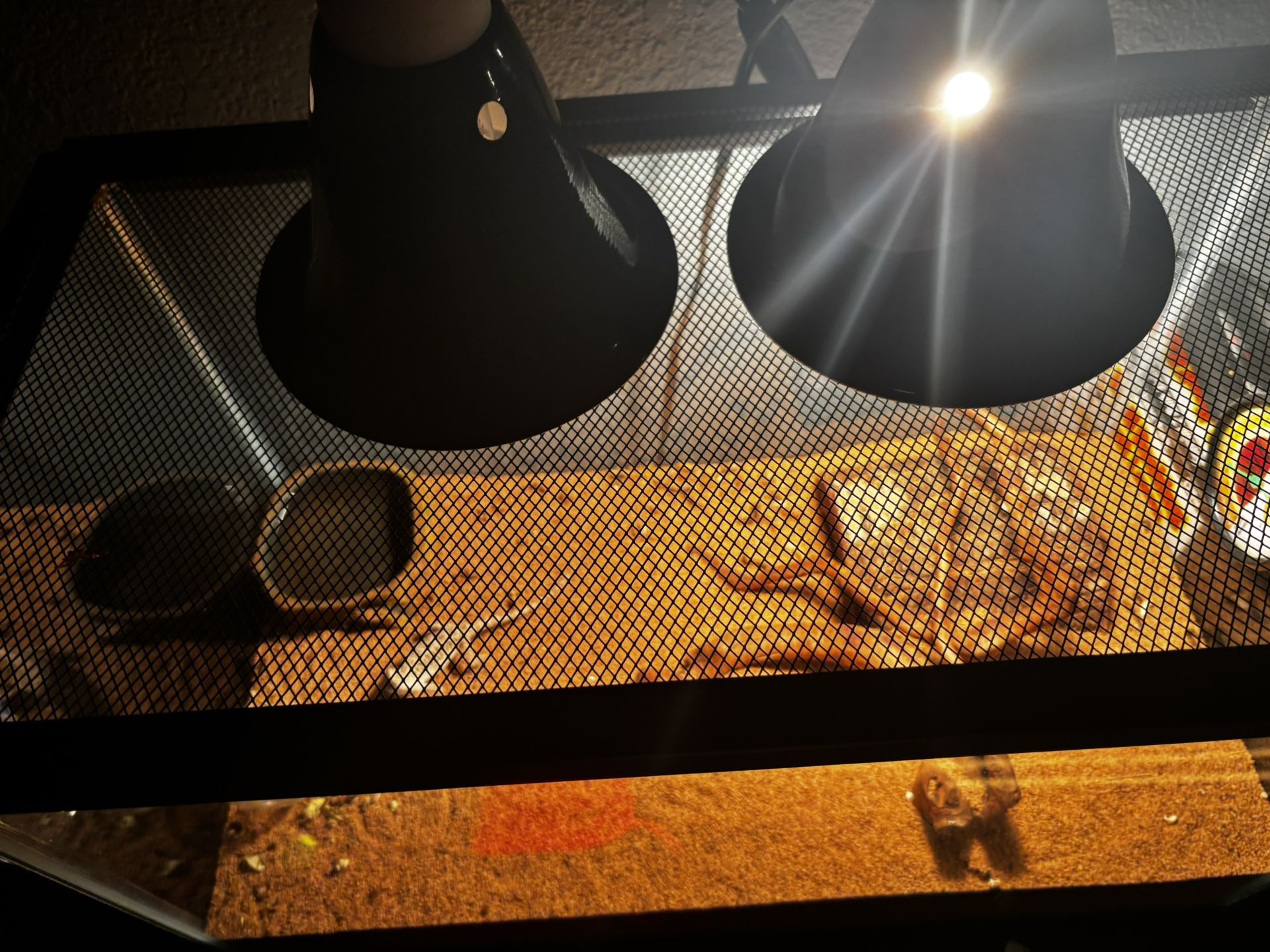 Bearded Dragon Tank