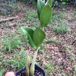 ZZ Plants Chameleon and Raven ZZ’s