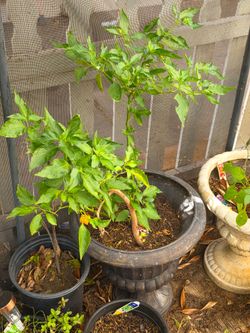 Hot pepper habanero orange plant