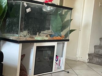 bearded  dragon  enclosure with  bottom  house heater