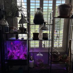 Plant Bookshelves 