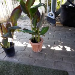 Both Plants Yellow Red Flower