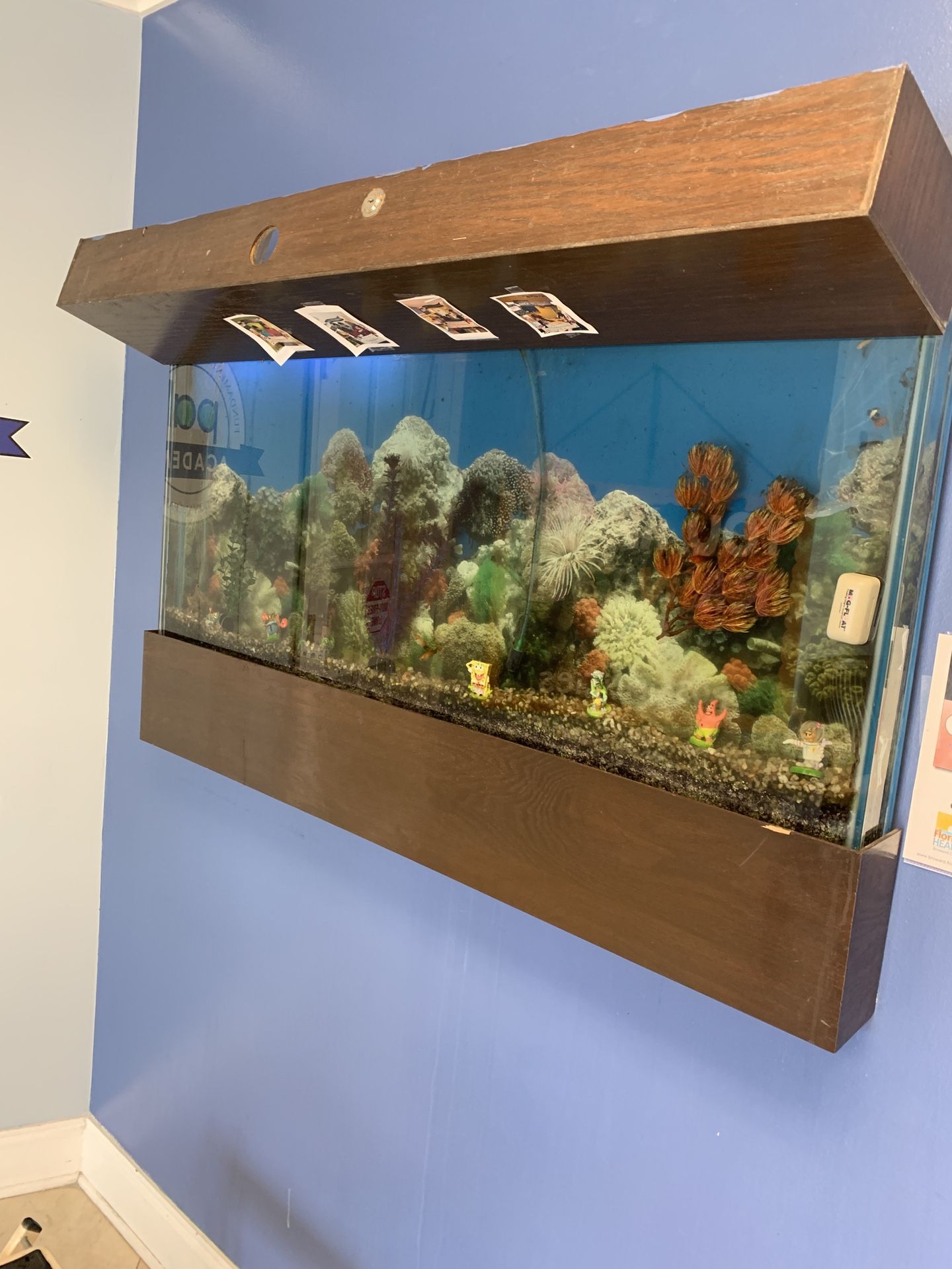 LEAVE IT UP TO THE AQUARIUM PROS!!!!! CUSTOM AQUARIUMS & LIFE SUPPORT