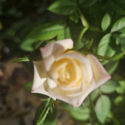Beautiful Baby Rose Plant 