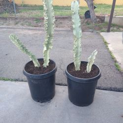 Two Large Euphorbia Ammak Cactus 