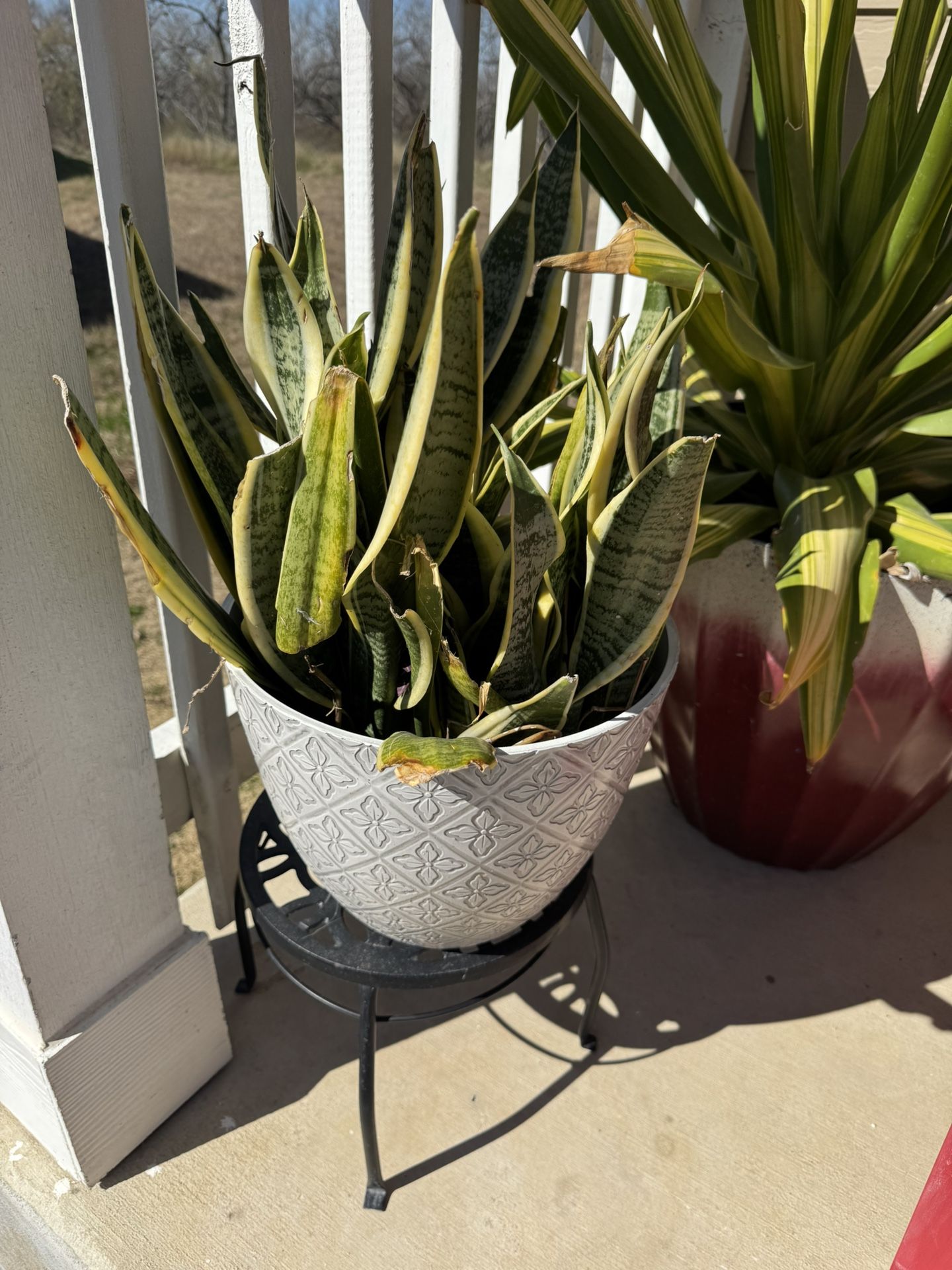 Plants, Pots, Garden Supplies