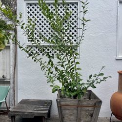 Lemon Tree (9.5 Feet Tall)