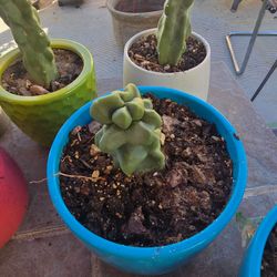 Totem pole cactus (OBESE) with pot