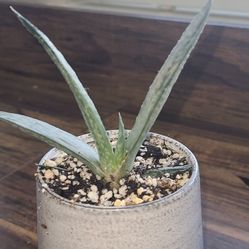 Gasteria  Succulent 