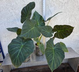 Alocasia Regal Shield Plant (Elephant Ear)