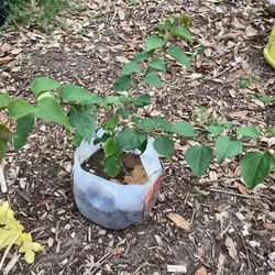 Boganvilea Flowers Plant 