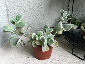 Kalanchoe Fedtschenkoi  Plant 