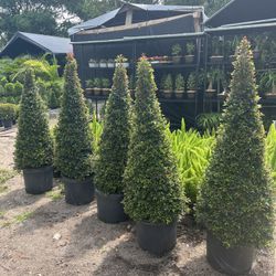 Eugenia Cone Topiary In 7 gls Pot. SPECIAL PRICE 🤩