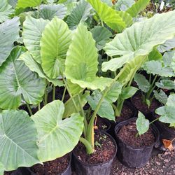 Elephant Ear Plant