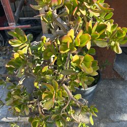 Planta jade
